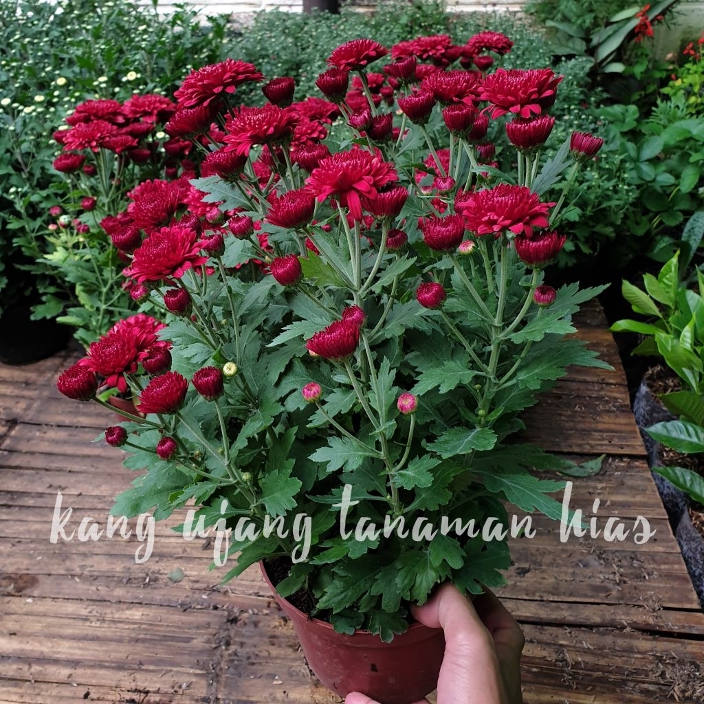TANAMAN HIDUP BUNGA KRISAN ASTER (SUDAH BERBUNGA BUKAN BERUPA BIBIT/BIJI)