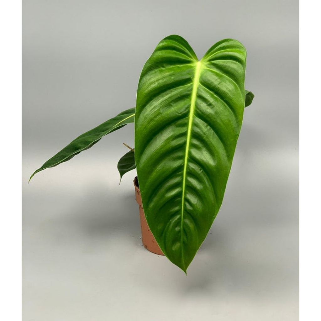 Jual Philodendron Esmeraldense Narrow Form 1-2 Daun / Rare Item Philo Esme  | Shopee Indonesia