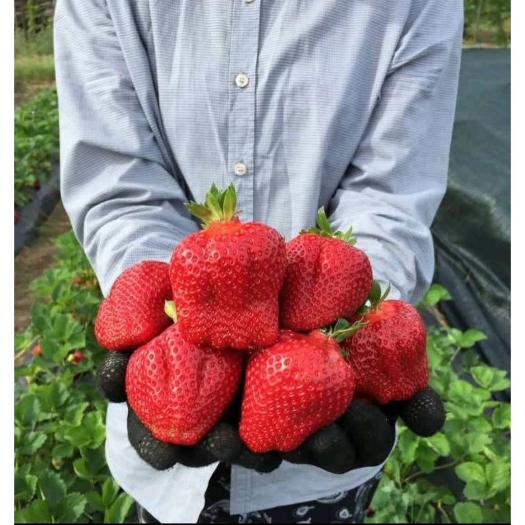 Bibit Tanaman Strawberry Jumbo California Sukabumi Tanaman Mudah Tumbuh Subur Segar