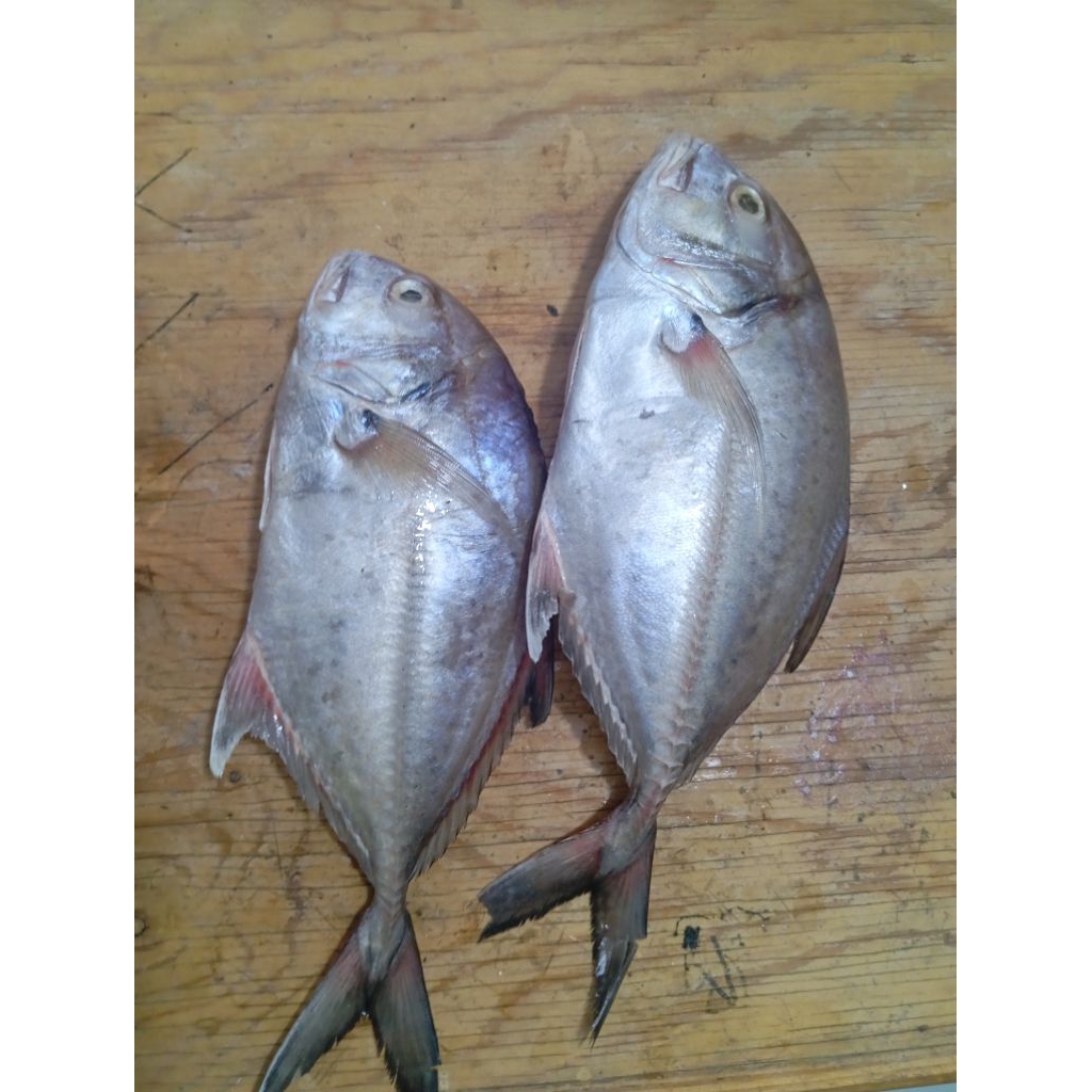 Jual Ikan Kuwe Terlengkap & Harga Terbaru Juli 2026 | Shopee Indonesia