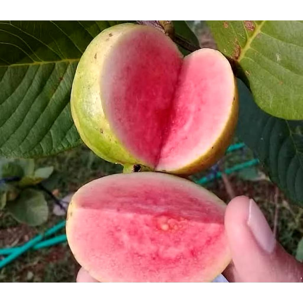 Jual Jambu kristal merah&putih kondisi berbuah& berbunga batang besar ...