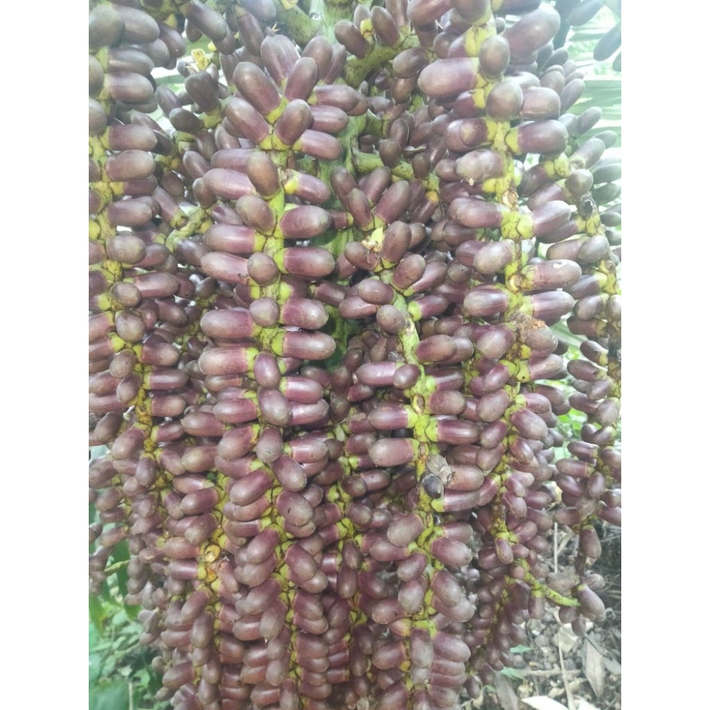 Jual bunga aren segar 1kg | Shopee Indonesia
