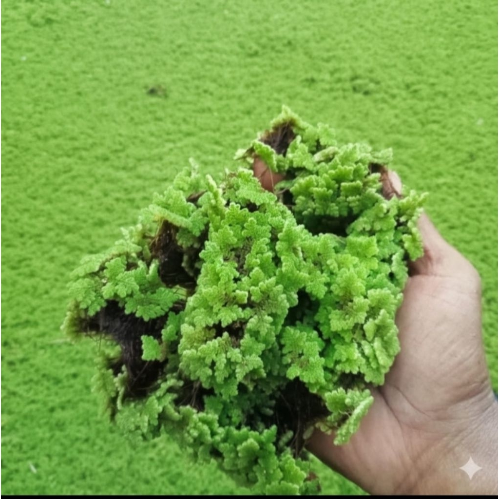 Produk Azolla farm Nganjuk | Shopee Indonesia