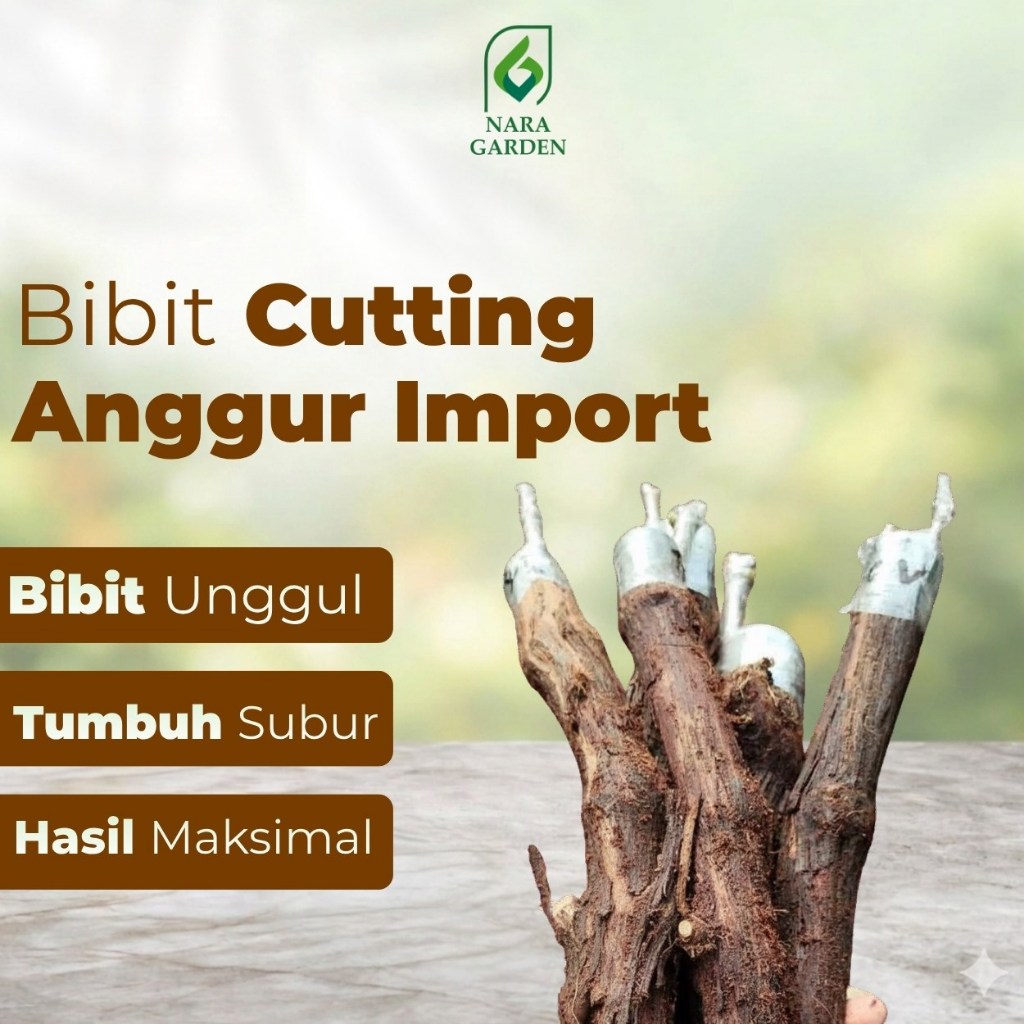 Nara Garden - BIBIT ANGGUR IMPORT SIAP SEMAI BISA COD
