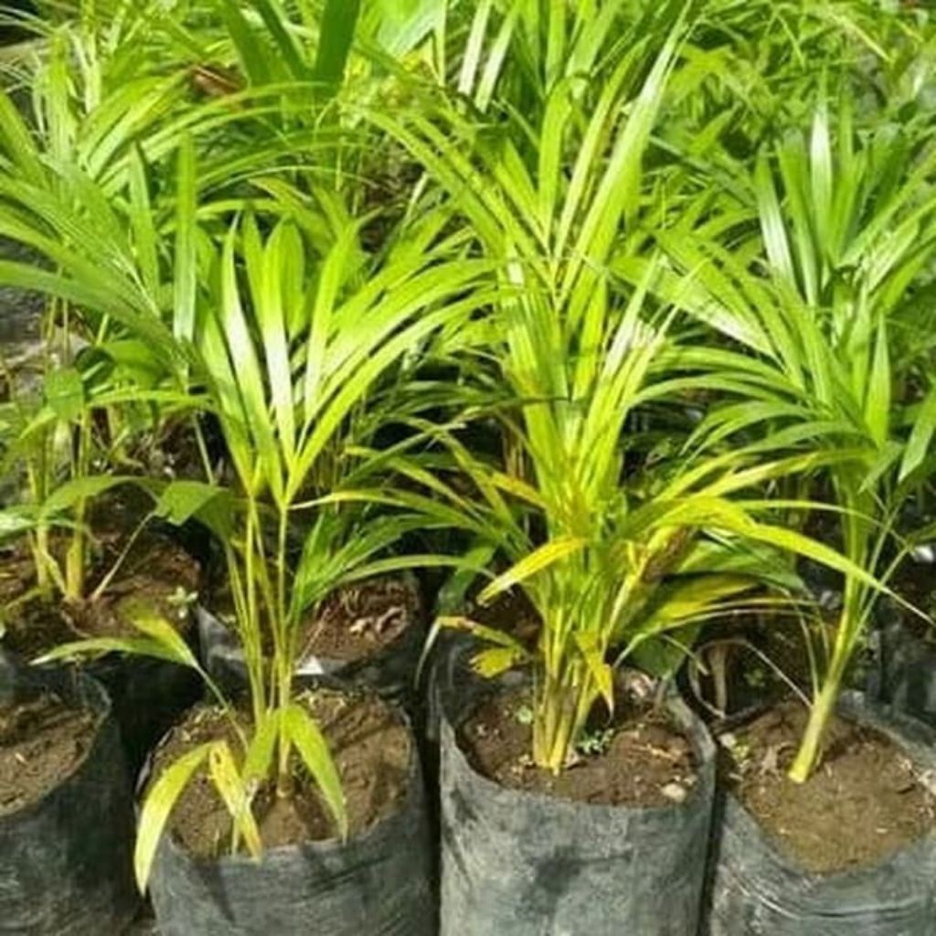 Jual Palm Kuning isi 2 Batang Rumpun Tanaman Hias-Palem Kuning Tanaman ...