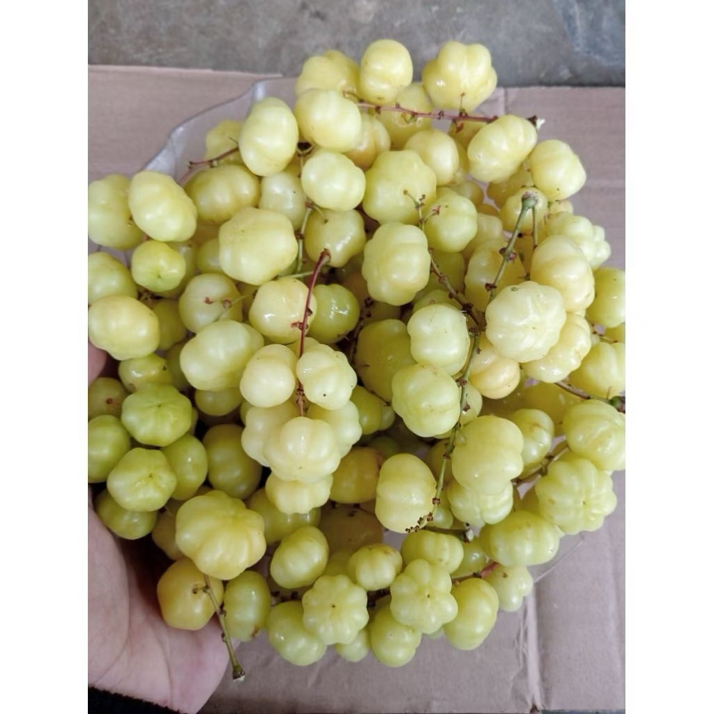jual-buah-cermai-segar-500-gram-sumber-vitamin-antioksidan-dan
