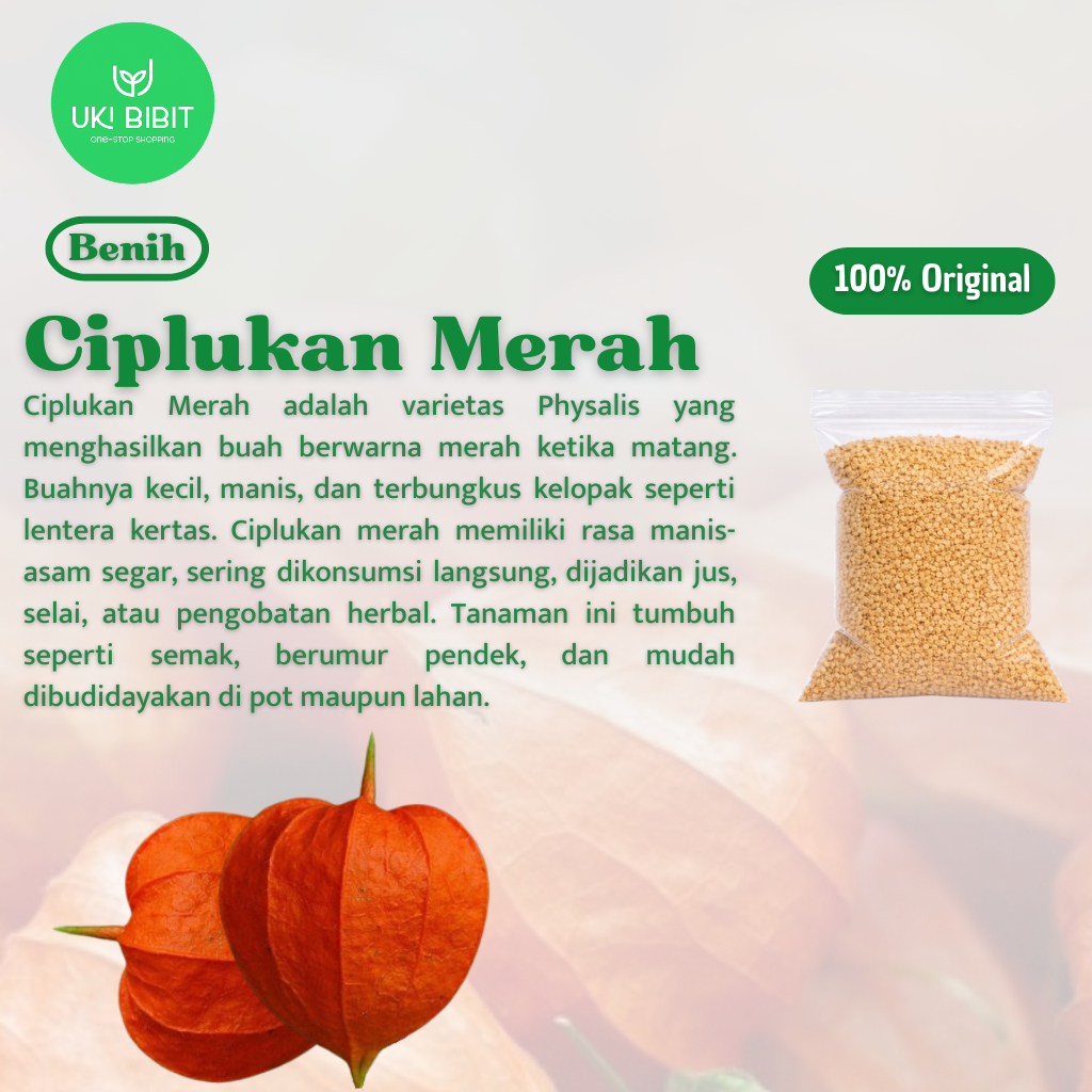 Jual ( 10 Butir ) Benih Biji Ciplukan Merah | Cecendet | Physalis ...