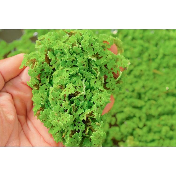 Jual Bibit Azolla Super Premium Kemasan Plastik 1kg Benih Azolla ...