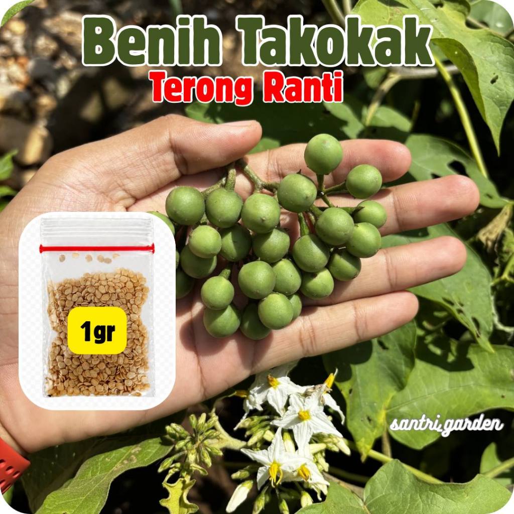 Jual Benih Takokak 1gr ±950 Biji | Terong Ranti Cepat Tumbuh | Cocok ...