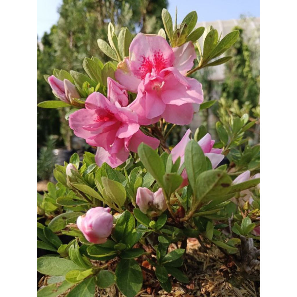 Jual Bunga Azalea Terlengkap & Harga Terbaru Juli 2026 | Shopee Indonesia