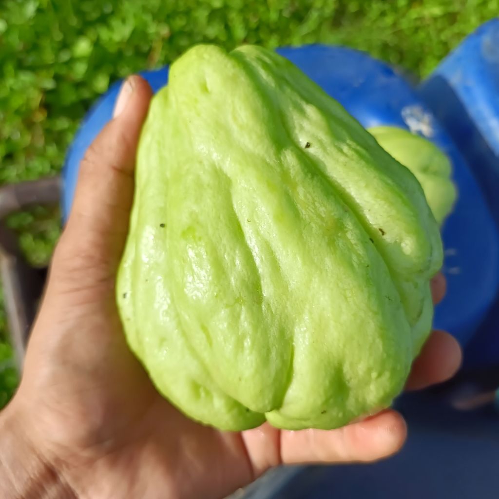 Jual LabuLabu Siam 1kg | Fresh Dari Petani Berastagi | Cocok Untuk ...