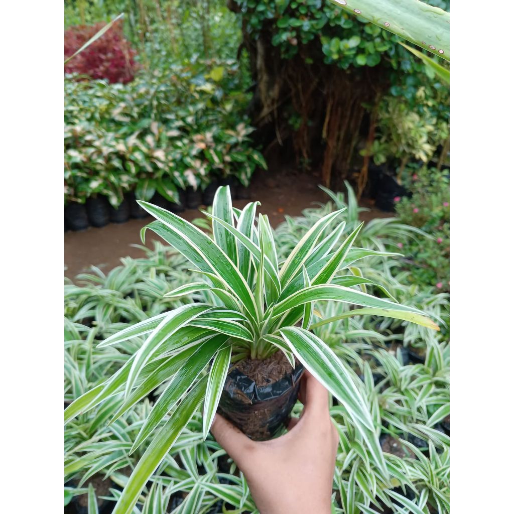 Jual Bunga Lili Paris Terlengkap & Harga Terbaru Juli 2026 | Shopee ...