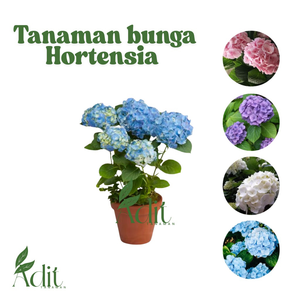 Tanaman hias Pancawarna Hortensia  - Bibit Tanaman Hydrangea (dewasa) - Bunga Hydrangea - Hidrangea  bunga hias bentuk bulat