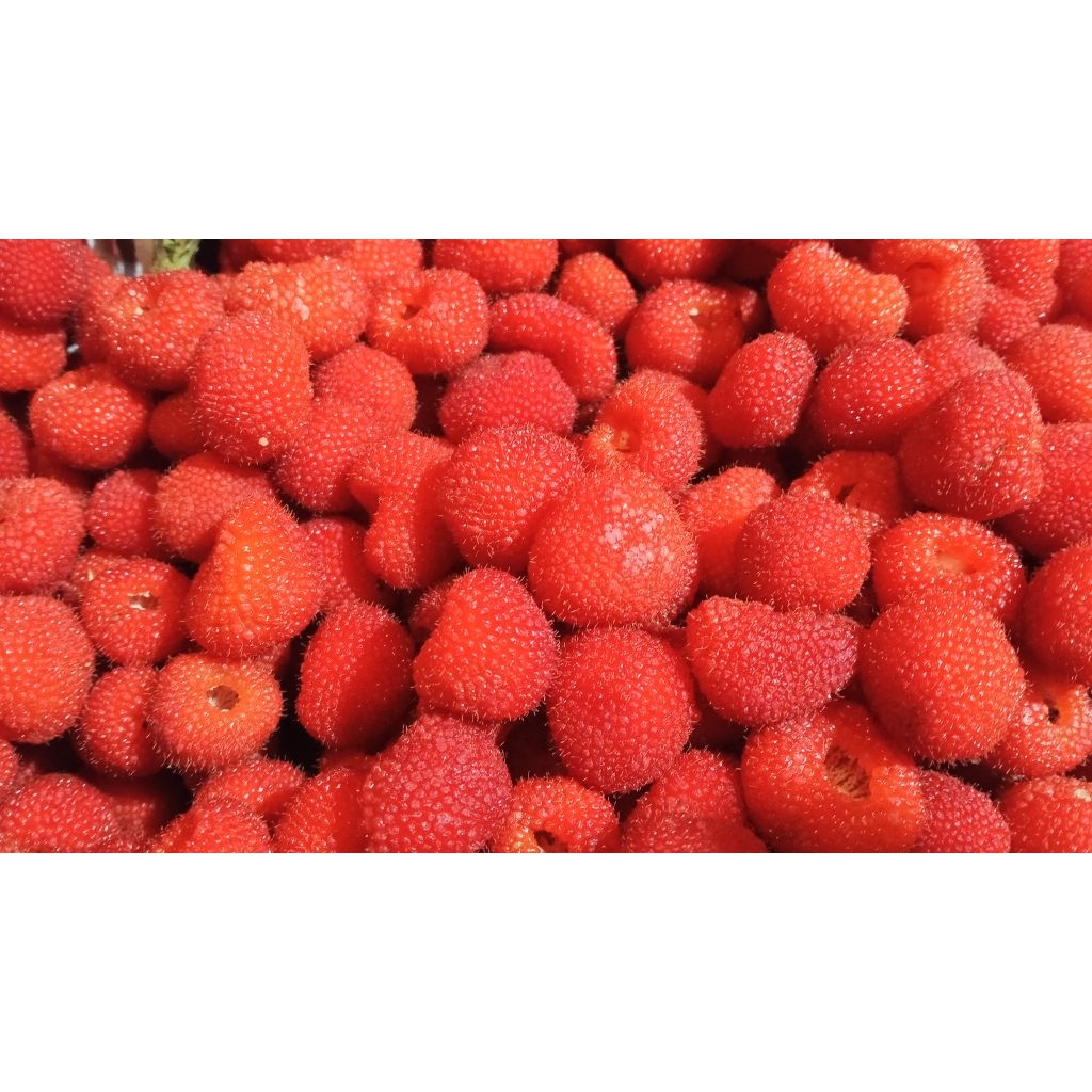 Jual Buah Arbei Terlengkap & Harga Terbaru Juli 2026 | Shopee Indonesia