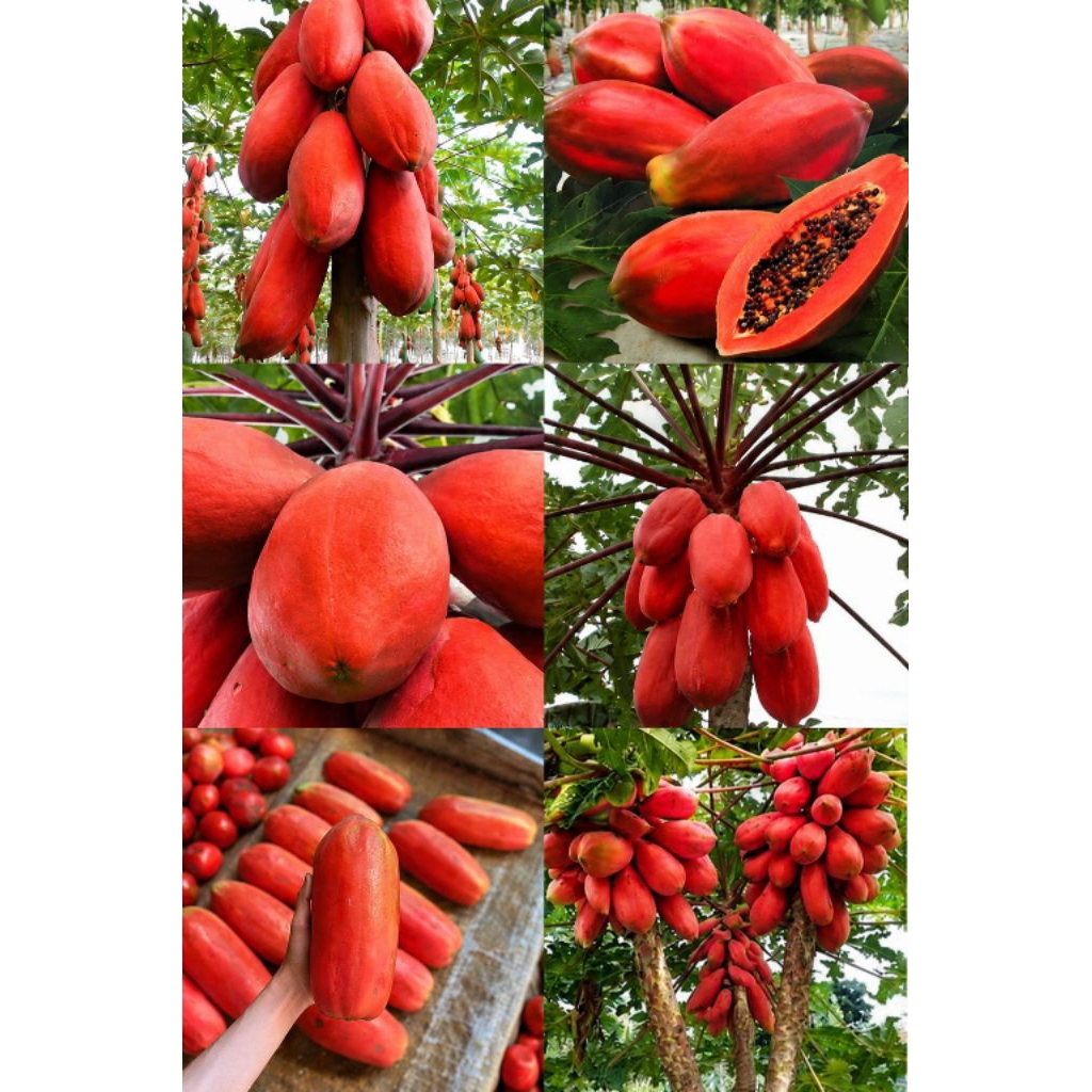Jual bibit pepaya merah porinia sangat manis isi 20 bijii | Shopee ...
