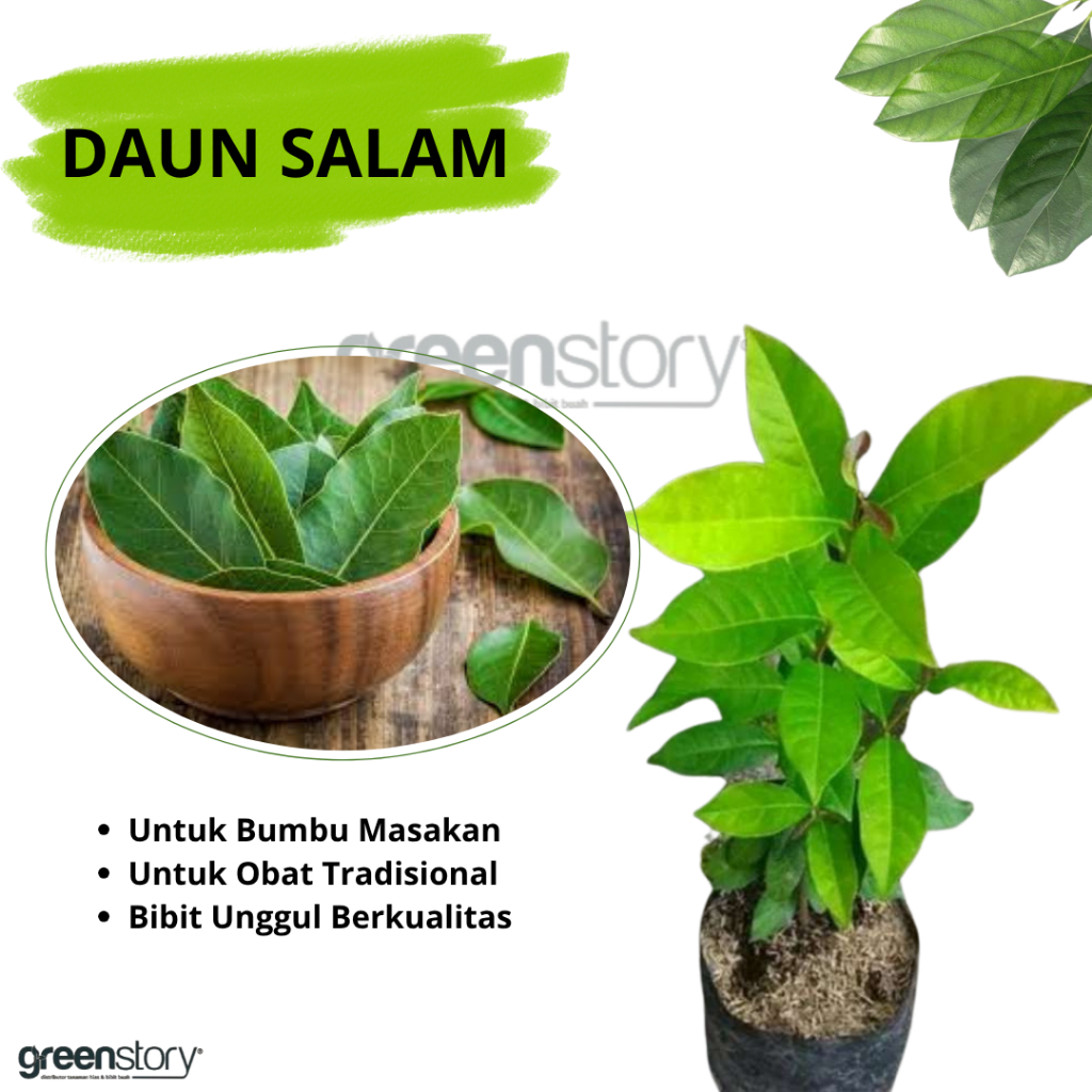 Bibit tanaman daun salam daun rempah terlaris
