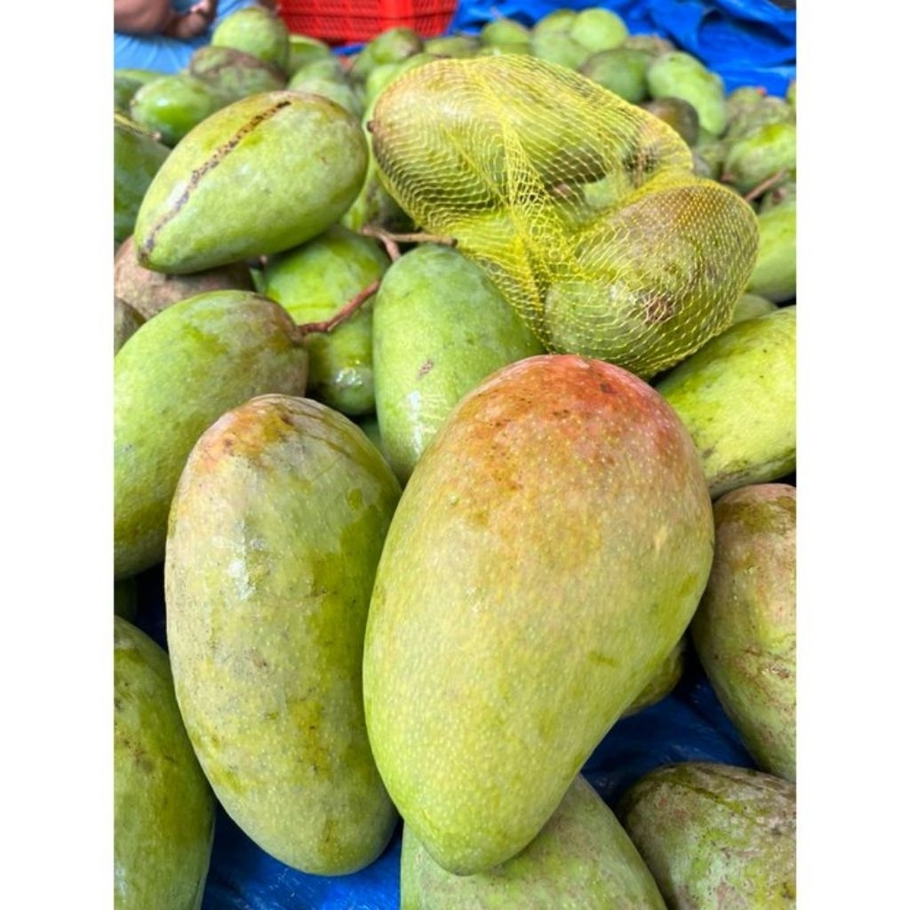 Jual Mangga Kiojay Terlengkap & Harga Terbaru Juli 2026 | Shopee Indonesia