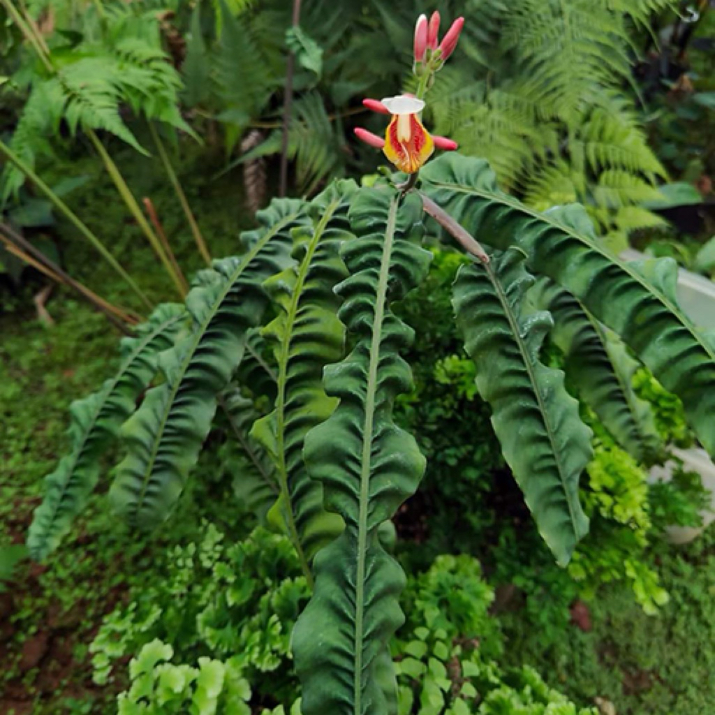 Jual Alpinia Rugosa “ Ginger / Tanaman Hias / Rareplant / Tanaman ...