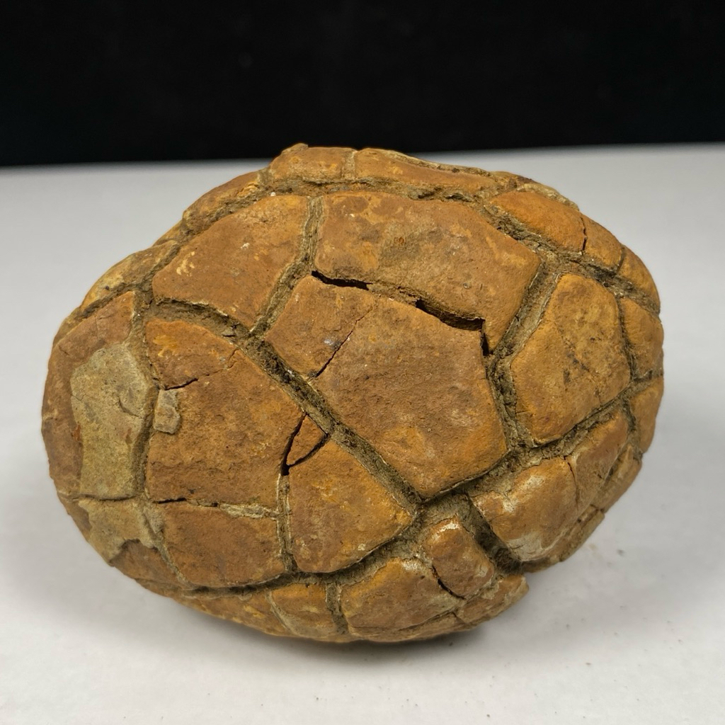 Jual 303Gr Natural Septarium Dragon stone Septarian Crystal Rough ...