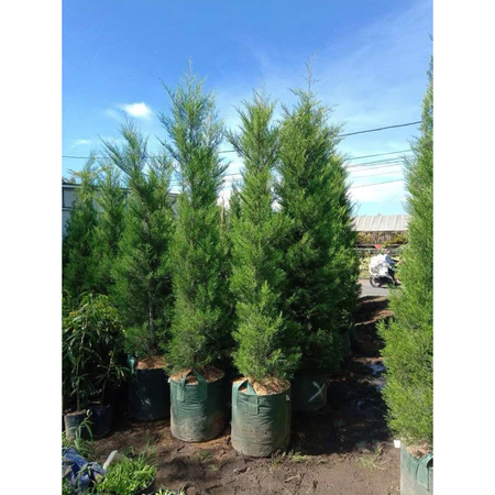 Jual Cemara Rentes 1,2 Meter - Cemara Wangi - Tinggi - Taman | Shopee ...