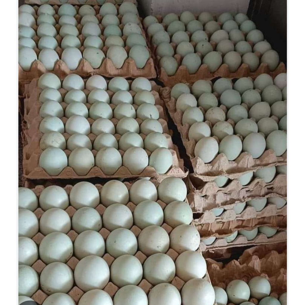 Jual 1 Rak Telur Isi Terlengkap & Harga Terbaru Agustus 2026 | Shopee ...