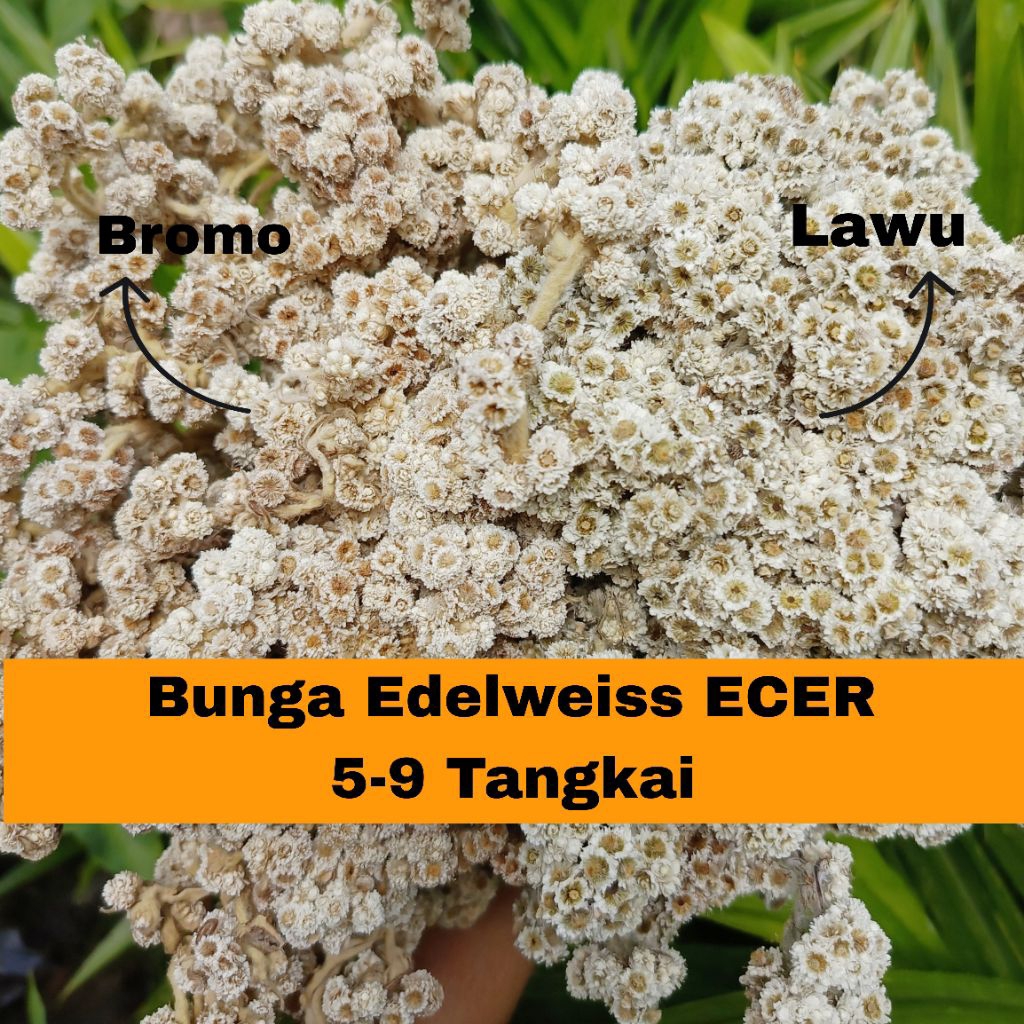 Jual SBR - Bunga Edelweiss Kering Bunga Edelweiss Bromo Budidaya ...