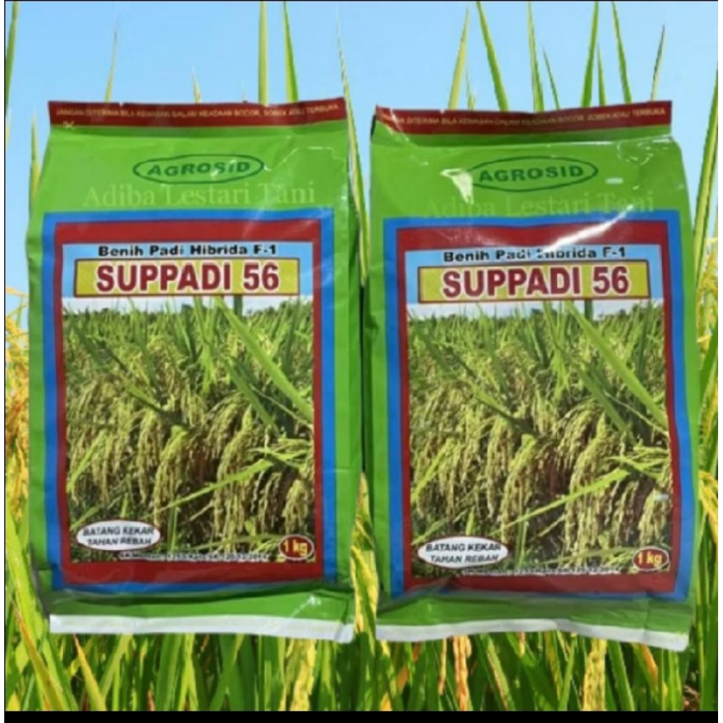 Jual (10KG+BONUS 1KG)BENIH PADI HIBRIDA F1 SUPADI 56 ORIGINAL KEMASAN ...