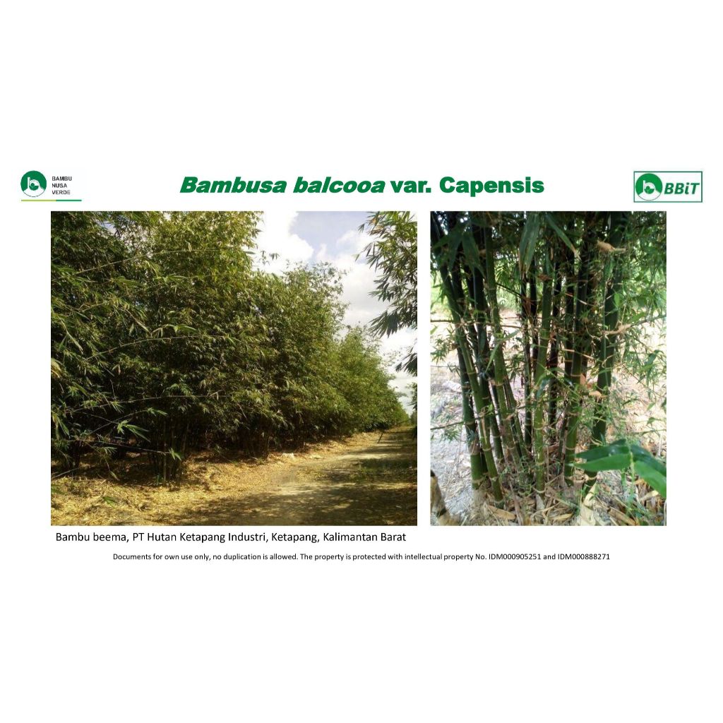 Jual BIbit bambu balku Capensis / beema / Bambusa balcooa var. Capensis ...