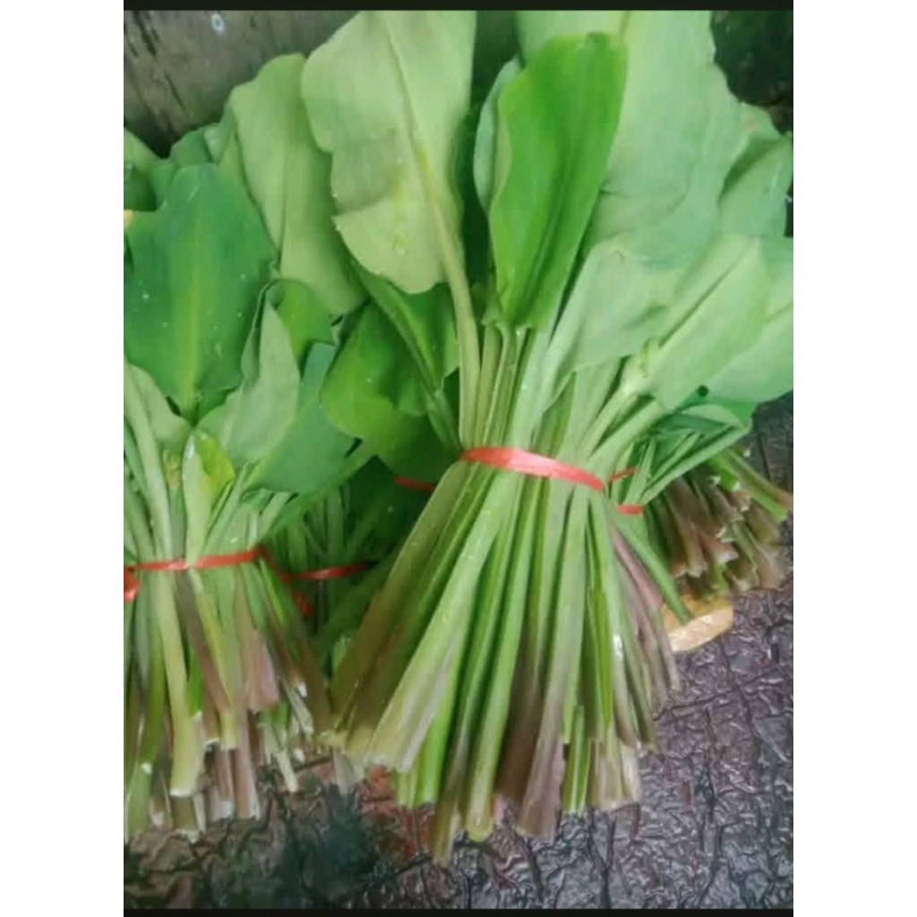 Jual sayur genjer | Shopee Indonesia