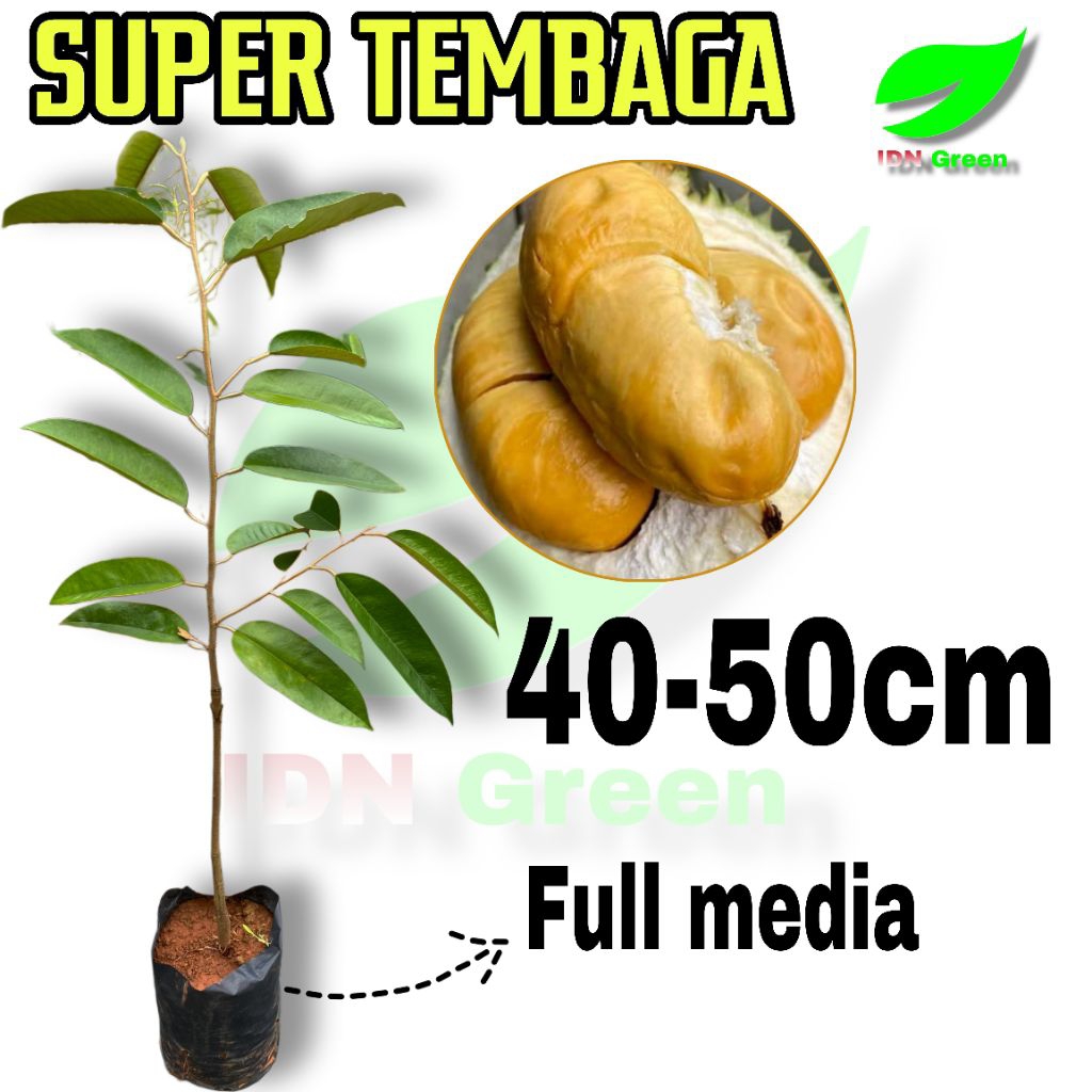 Produk Kebun ijoo | Shopee Indonesia