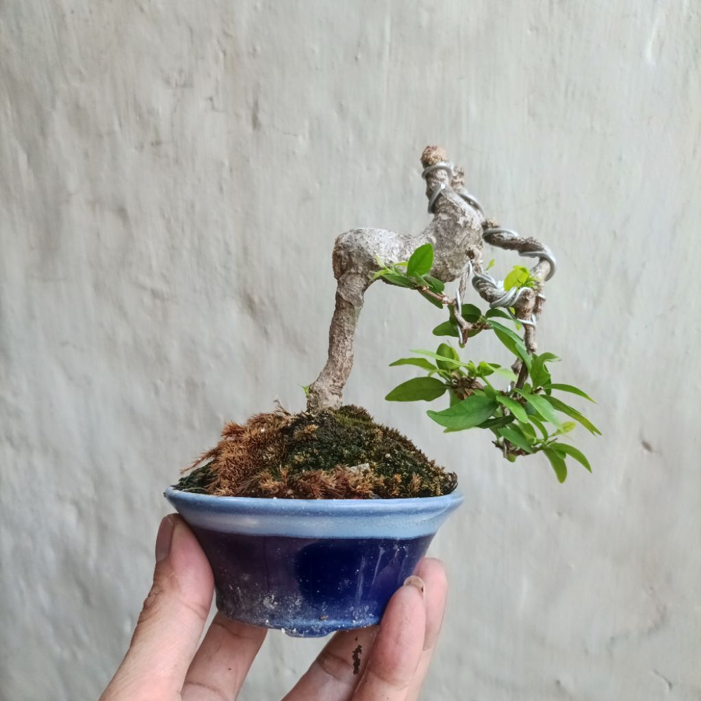 Jual Bonsai mini/shito bonsai/plant gift/tanaman kado/hampers + pot keramik  | Shopee Indonesia