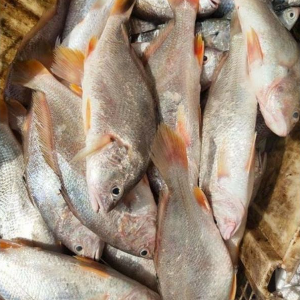 Jual Ikan Samge Segar Fresh 1Kg / Hasil Laut Harian BERGARANSI | Shopee ...
