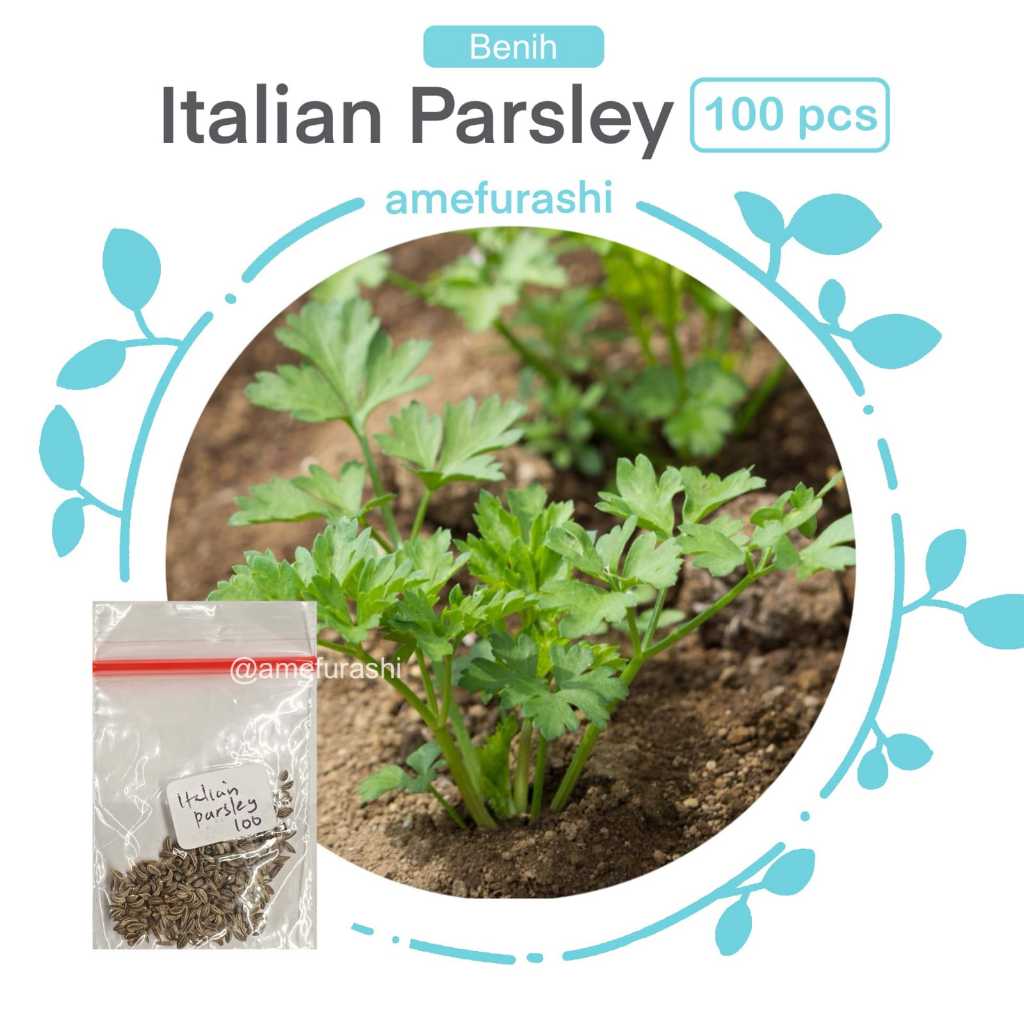 Amefurashi 100 Benih Bibit Biji Sayur Italian Flat Parsley Sayur Peterseli Cocok Di Pot