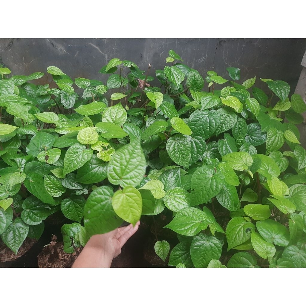 Jual Tanaman sirih ijo pohon sirih hijau | Shopee Indonesia