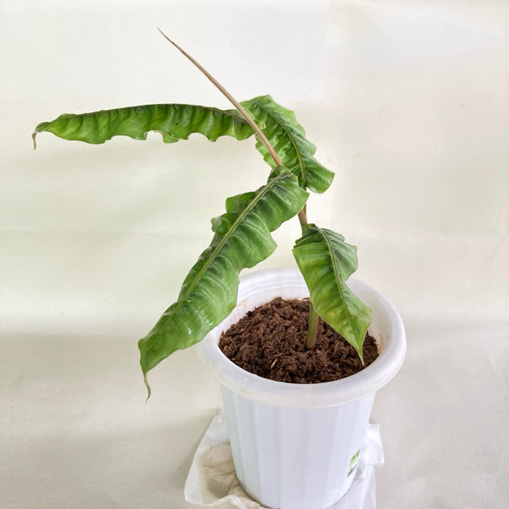 Jual Alpinia Rugosa “ Ginger / Tanaman Hias / Rareplant / Tanaman ...