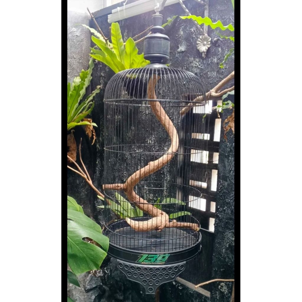 Jual Burung Rambatan Terlengkap & Harga Terbaru Juni 2026 | Shopee ...
