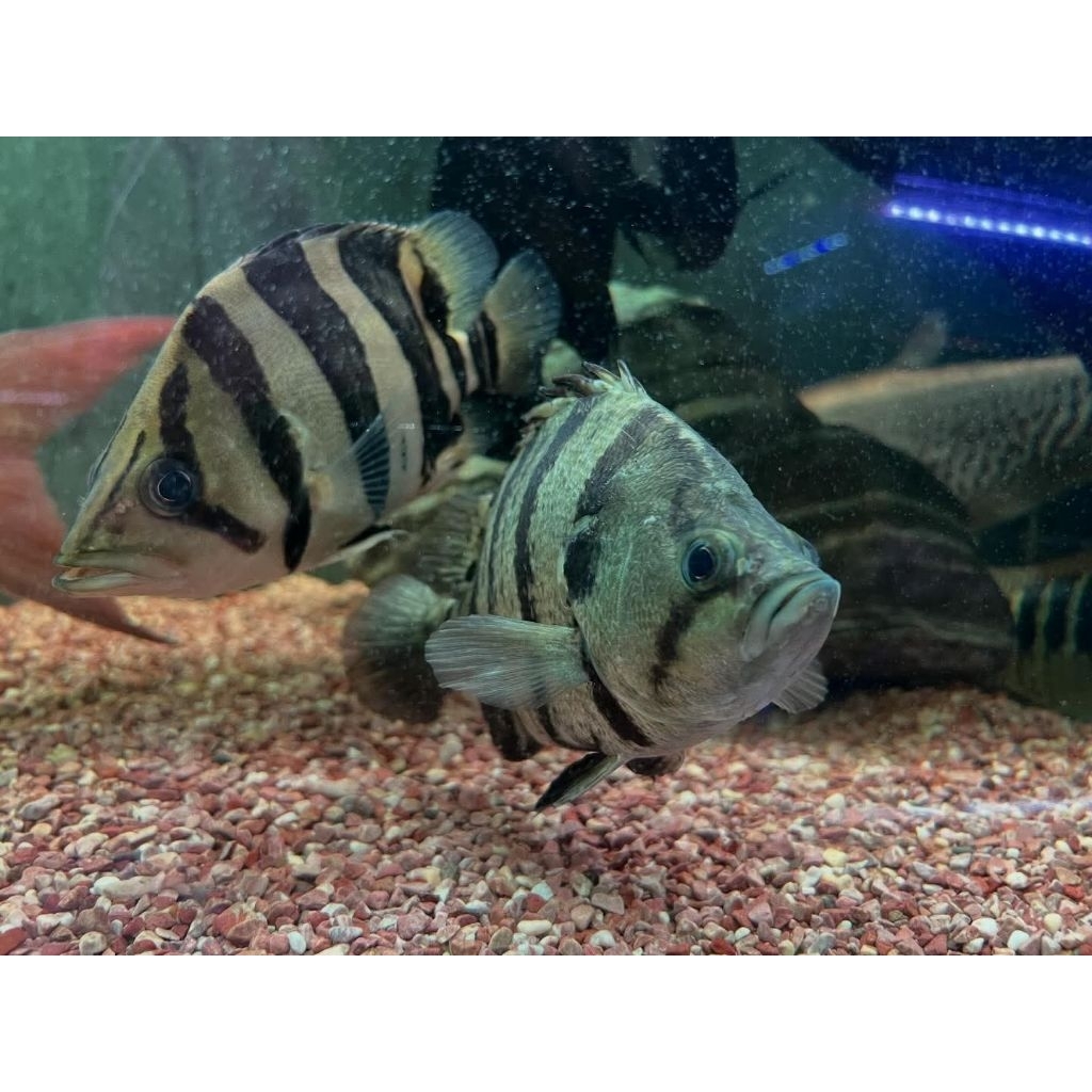 Jual ikan harimau sumatera Harga Terbaik & Termurah Mei 2026 | Shopee ...