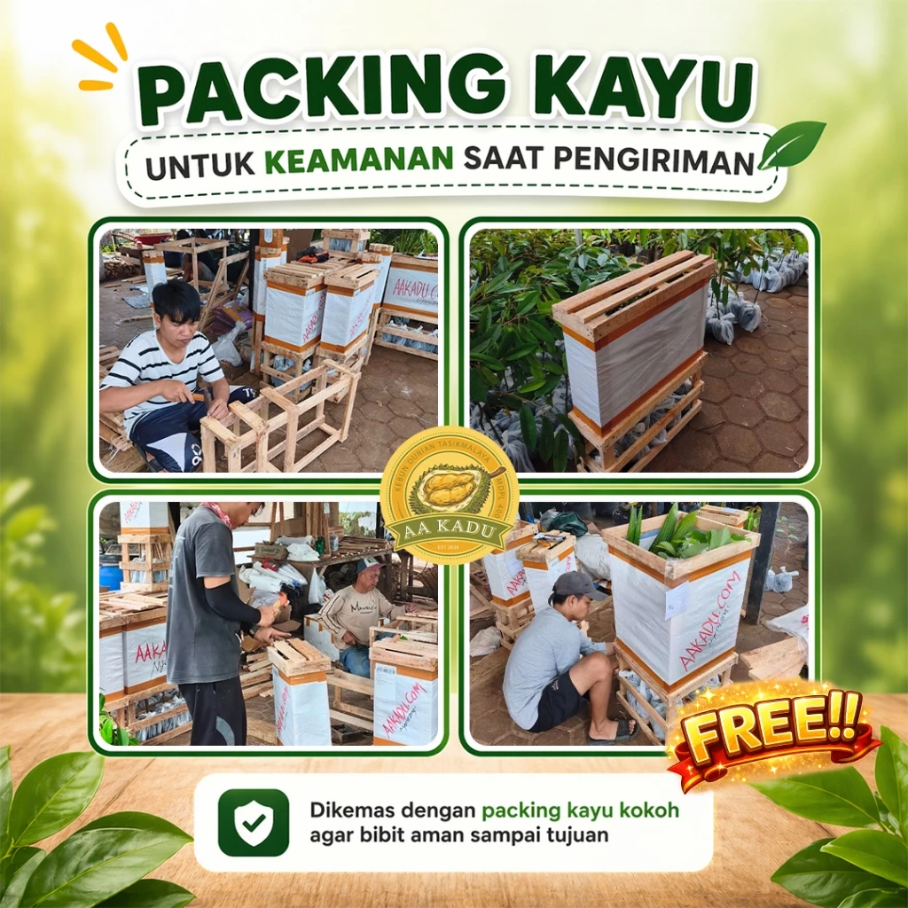 Standar Packing Kayu AA Kadu