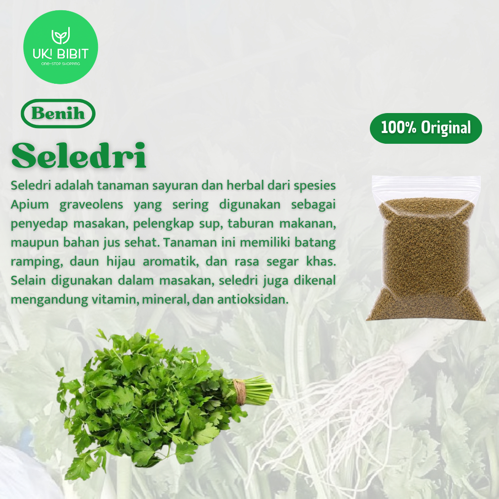( 10 Gram ) Benih Biji Sayuran Seledri | Celery | Apium Graveolens