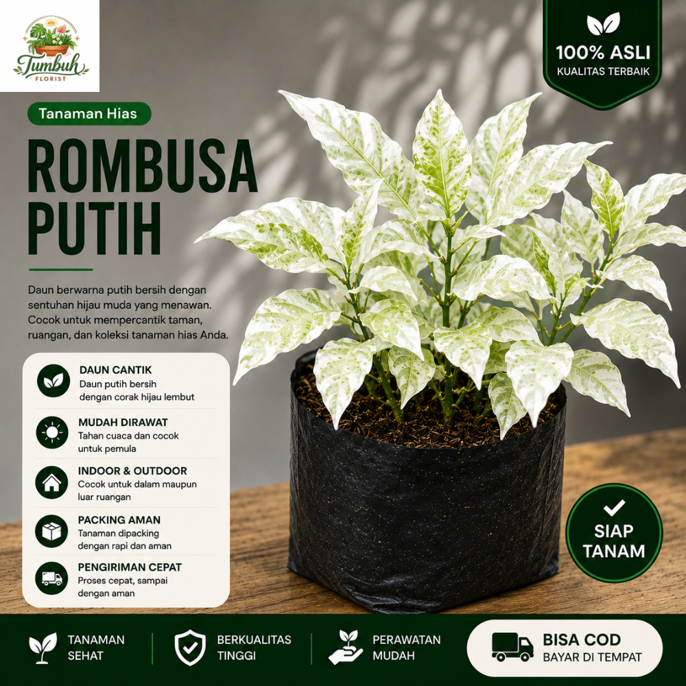 Jual Tanaman Hias Melati Rombusa Putih Siap Tanam Murah Cantik Rimbun ...
