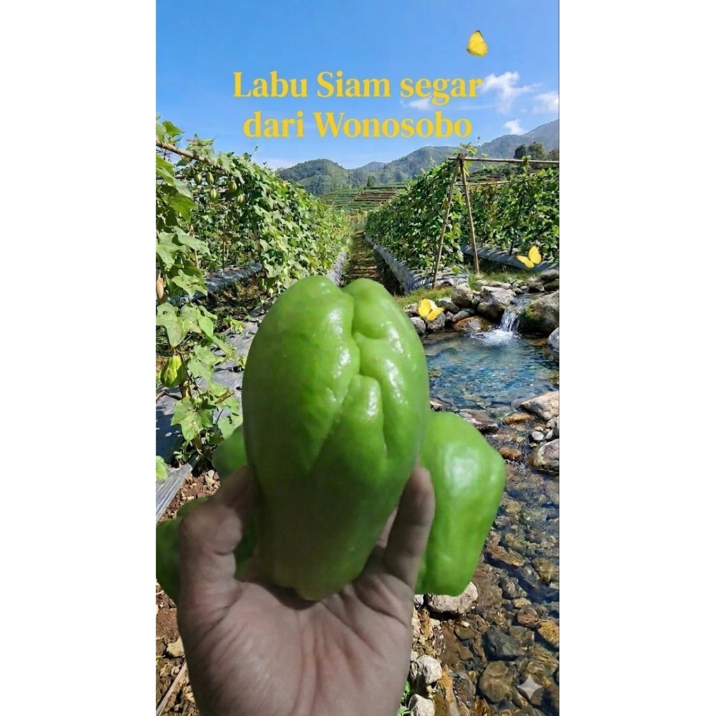 Jual Labu Siam Terlengkap & Harga Terbaru Agustus 2026 | Shopee Indonesia
