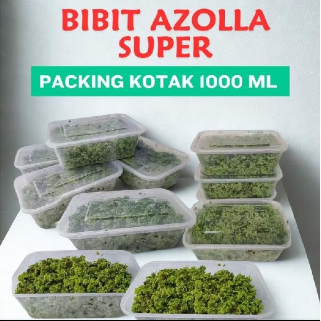 Jual BIBIT AZOLLA JUMBO 1000 ML JENIS MICROPHYLA | Shopee Indonesia