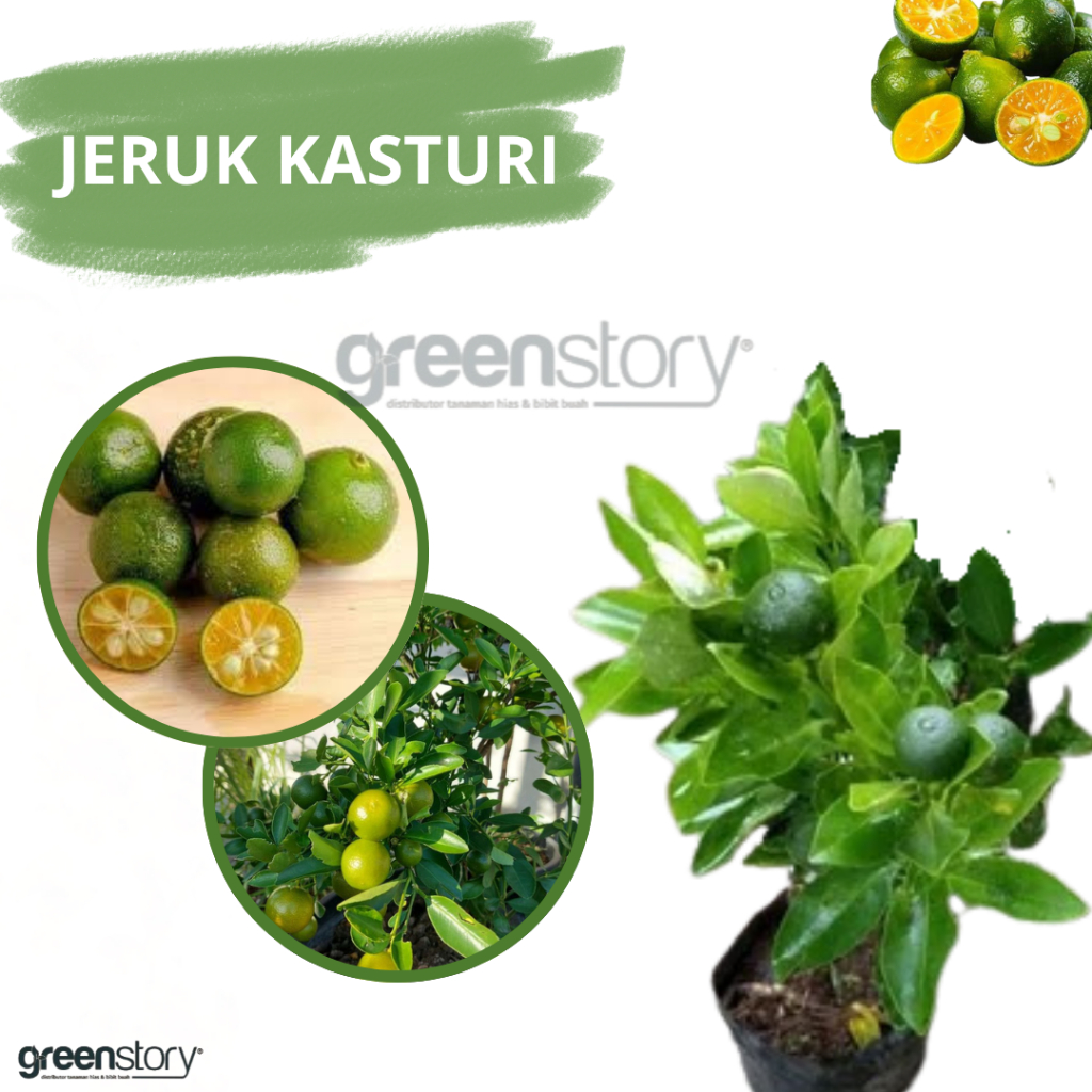Bibit Jeruk Kasturi Berbuah