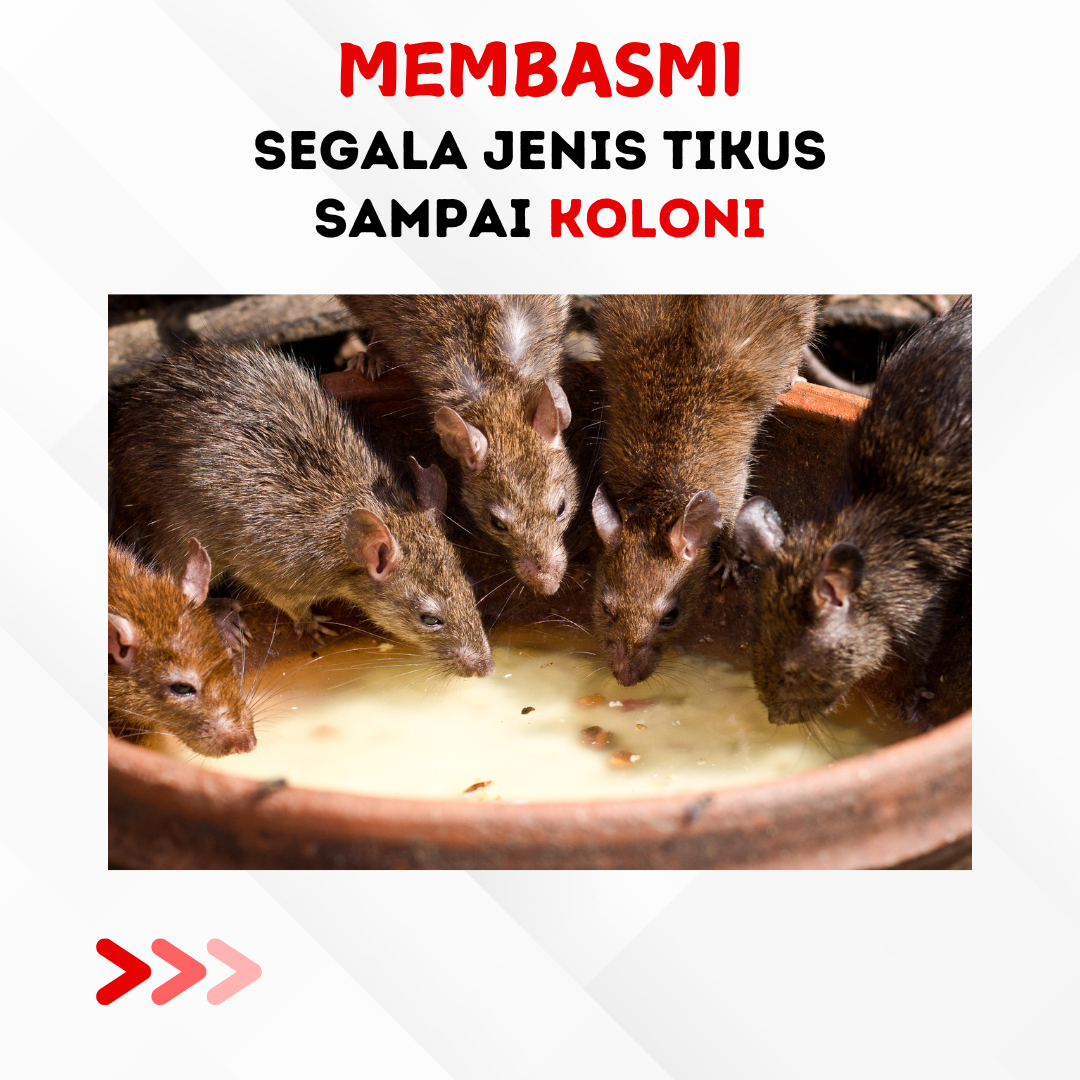 Jual RATS KILLER 100gr Racun Tikus Mati Kering, Tidak Meninggalkan Bau ...