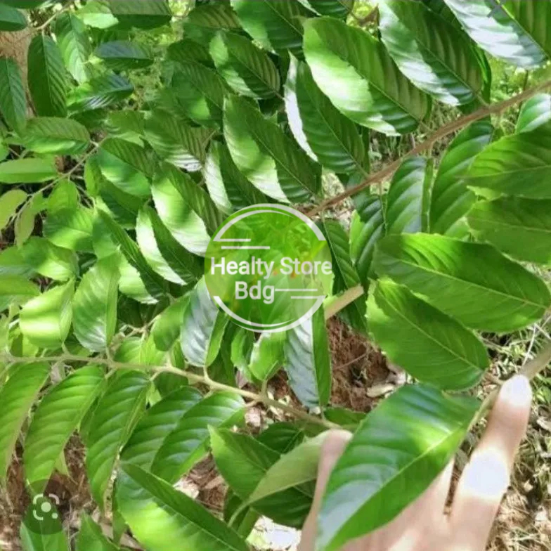 Jual Daun Kayu Aprika segar bahan ecofrint 1 kg | Shopee Indonesia