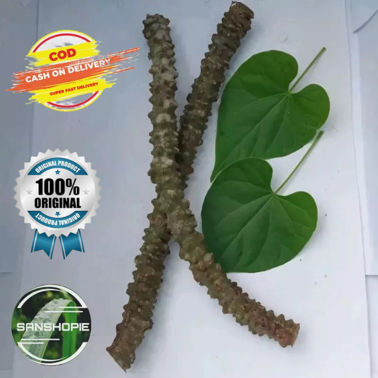 Jual Batrawali Batang Brotowali Patrawali Segar Per Batang 20 Cm Bisa Untuk Bibit Shopee 0587