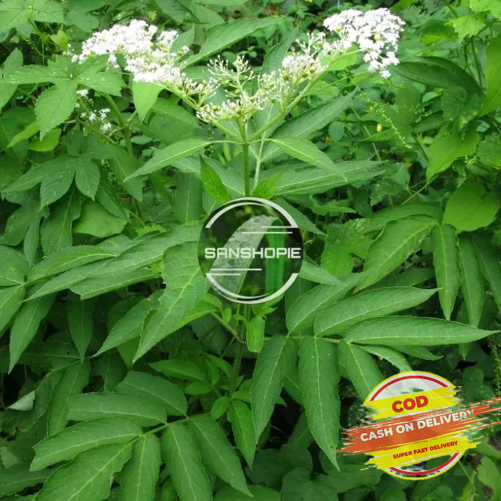 Jual Daun sangitan segar 1 kg petik langsung | Shopee Indonesia