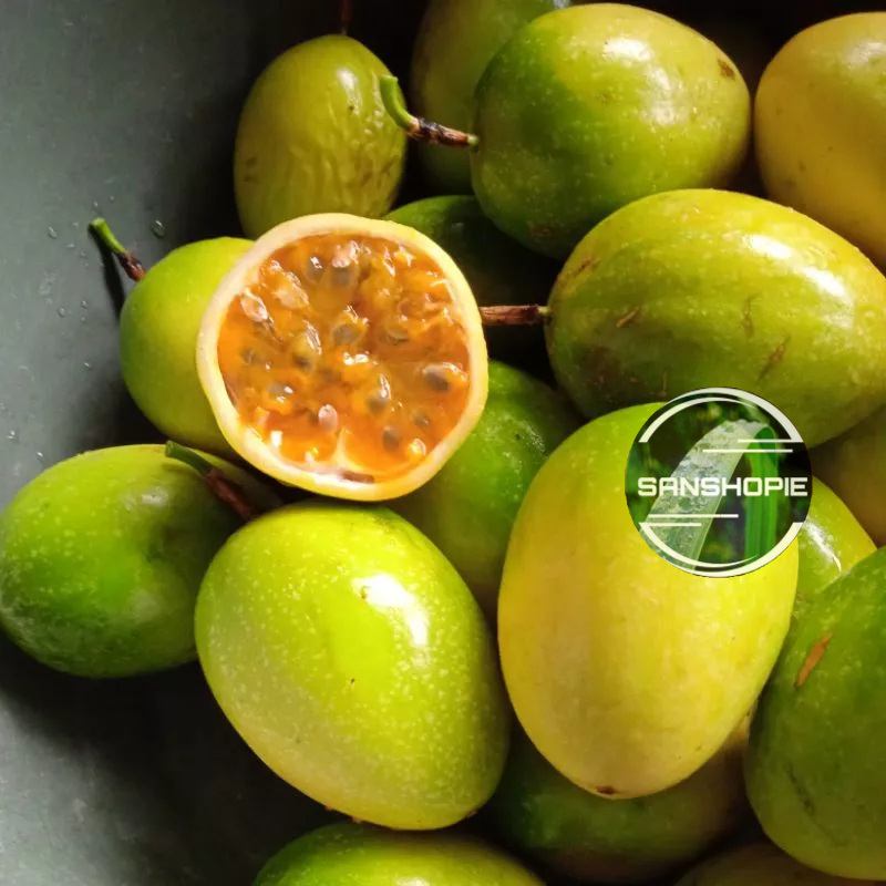 Jual Buah Markisa Atau Saprola Segar Gram Shopee Indonesia