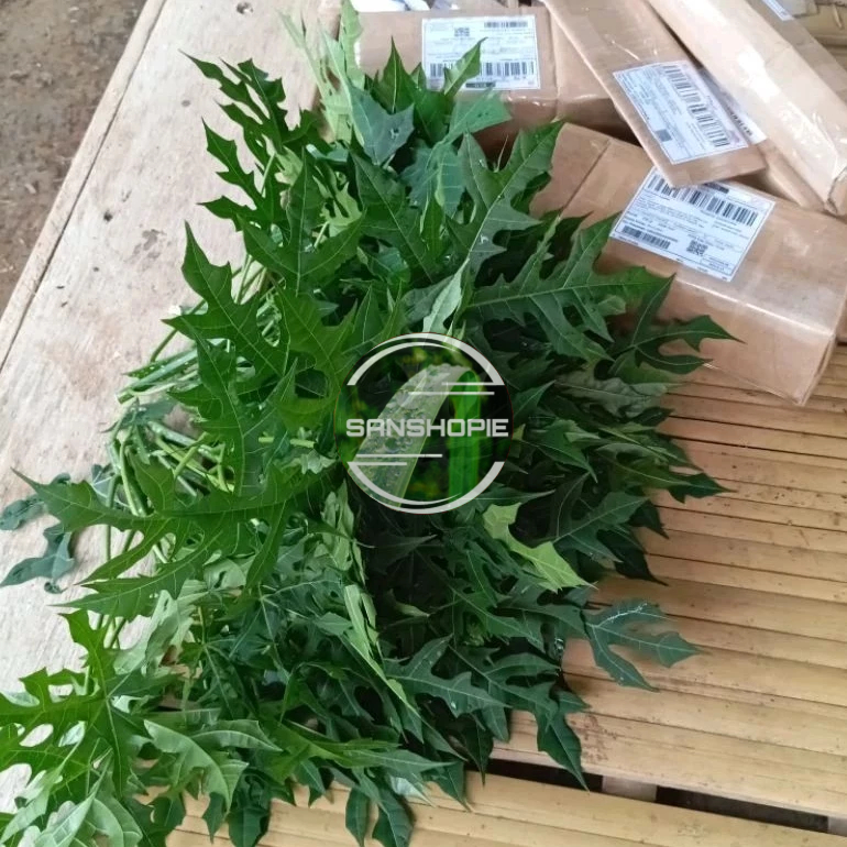 Jual Daun Pepaya Jepanggedi Kondisi Segar 1 Kg Shopee Indonesia 7825