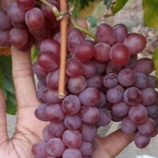 BIBIT ANGGUR IMPORT JUPITER USA SEEDLESS ASLI MANIS TANPA BIJI SUPER GENJAH TERLARIS GRAFTING JAMIN VALID